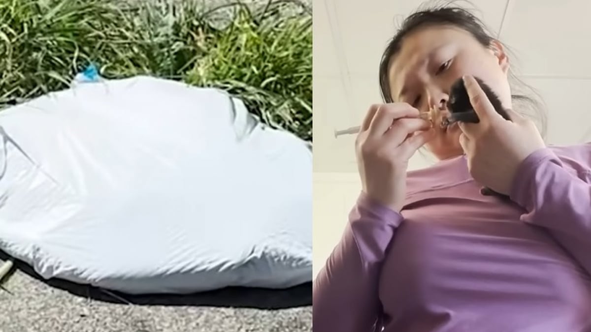 Illustration : "Jetés dans un sac poubelle en plein soleil ces 4 chatons sont biberonnés par leur sauveuse"