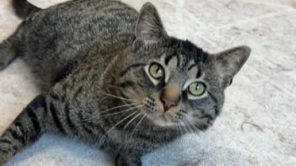 Illustration : Ce chat tripode abandonn&eacute; par sa famille mais d&eacute;bordant d'affection n'a pas l'intention de laisser son handicap le priver d'un nouveau d&eacute;part (vid&eacute;o)