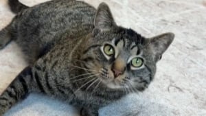 Illustration : Ce chat tripode abandonné par sa famille mais débordant d'affection n'a pas l'intention de laisser son handicap le priver d'un nouveau départ (vidéo)