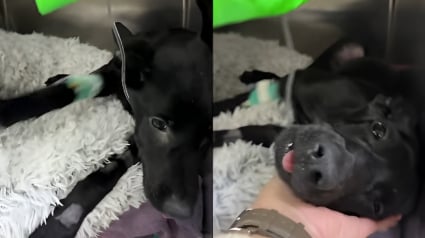 Illustration : Retrouv&eacute; pr&egrave;s d'une benne avec des cailloux dans l'estomac ce chiot avec de multiples fractures est op&eacute;r&eacute; avec succ&egrave;s