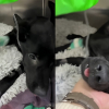 Illustration : Retrouv&eacute; pr&egrave;s d'une benne avec des cailloux dans l'estomac ce chiot avec de multiples fractures est op&eacute;r&eacute; avec succ&egrave;s