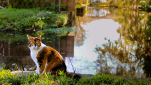 Illustration : "Les chats détestent-ils l'eau parce qu'ils ont peur de s'y noyer ?"