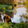 Illustration : Les chats d&eacute;testent-ils l'eau parce qu'ils ont peur de s'y noyer ?