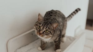 Illustration : "Pourquoi la peau du dos de votre chat ondule-t-elle parfois brusquement ?"