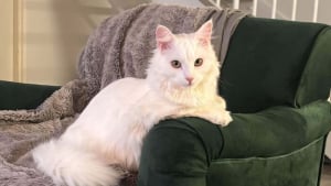 Illustration : "17 photos dévoilant la beauté des chats blancs"