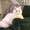 Illustration : 17 photos d&eacute;voilant la beaut&eacute; des chats blancs
