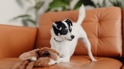 Illustration : G&eacute;n&eacute;tique comportementale : la science explique pourquoi les petits chiens sont souvent plus nerveux