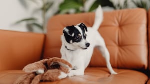 Illustration : "Génétique comportementale : la science explique pourquoi les petits chiens sont souvent plus nerveux"