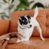 Illustration : G&eacute;n&eacute;tique comportementale : la science explique pourquoi les petits chiens sont souvent plus nerveux