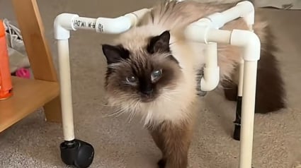 Illustration : Paralys&eacute;e, cette chatte de 18 ans red&eacute;couvre la libert&eacute; gr&acirc;ce &agrave; un d&eacute;ambulateur sur mesure (vid&eacute;o)