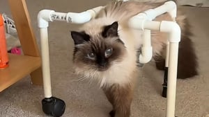 Illustration : Paralysée, cette chatte de 18 ans redécouvre la liberté grâce à un déambulateur sur mesure (vidéo)