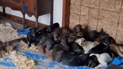 Illustration : M&egrave;re et fille r&eacute;quisitionnent leur salle &agrave; manger pour y accueillir 24 chiots abandonn&eacute;s en attendant l'arriv&eacute;e des b&eacute;n&eacute;voles