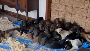 Illustration : M&egrave;re et fille r&eacute;quisitionnent leur salle &agrave; manger pour y accueillir 24 chiots abandonn&eacute;s en attendant l'arriv&eacute;e des b&eacute;n&eacute;voles