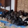 Illustration : M&egrave;re et fille r&eacute;quisitionnent leur salle &agrave; manger pour y accueillir 24 chiots abandonn&eacute;s en attendant l'arriv&eacute;e des b&eacute;n&eacute;voles