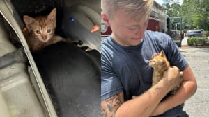 Illustration : Un chaton roux coinc&eacute; dans le moteur d'une voiture est lib&eacute;r&eacute; par les pompiers et adopt&eacute; par un commer&ccedil;ant voisin