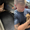 Illustration : Un chaton roux coinc&eacute; dans le moteur d'une voiture est lib&eacute;r&eacute; par les pompiers et adopt&eacute; par un commer&ccedil;ant voisin