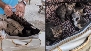 Illustration : En promenant son chien pr&egrave;s d'un cimeti&egrave;re, il y d&eacute;couvre et sauve 4 chatons d'un mois abandonn&eacute;s dans une valise