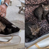 Illustration : En promenant son chien pr&egrave;s d'un cimeti&egrave;re, il y d&eacute;couvre et sauve 4 chatons d'un mois abandonn&eacute;s dans une valise