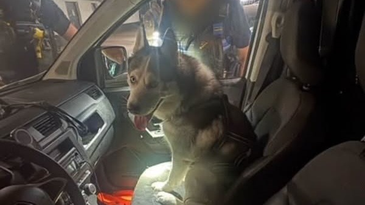Illustration : "La police municipale cannoise brise la vitre d'une voiture pour libérer un Husky qui y était enfermé en pleine chaleur"
