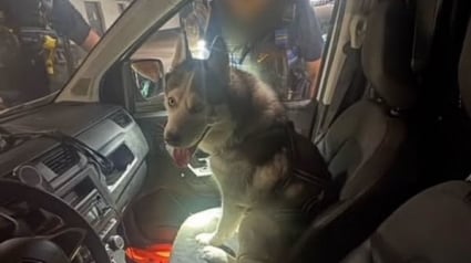 Illustration : La police municipale cannoise brise la vitre d'une voiture pour lib&eacute;rer un Husky qui y &eacute;tait enferm&eacute; en pleine chaleur