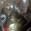 Illustration : La police municipale cannoise brise la vitre d'une voiture pour lib&eacute;rer un Husky qui y &eacute;tait enferm&eacute; en pleine chaleur