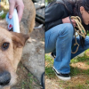 Illustration : Apr&egrave;s des ann&eacute;es de signalements, 5 chiens sauv&eacute;s d&rsquo;un chenil insalubre re&ccedil;oivent enfin les soins et l'attention qu'ils m&eacute;ritent avant leur adoption