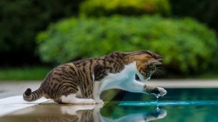 Illustration : Pourquoi votre chat trempe-t-il sa patte dans l'eau avant de boire ?