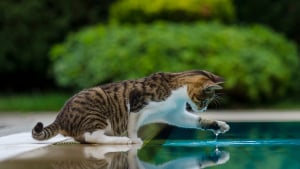 Illustration : "Pourquoi votre chat trempe-t-il sa patte dans l'eau avant de boire ?"