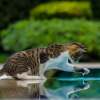 Illustration : Pourquoi votre chat trempe-t-il sa patte dans l'eau avant de boire ?