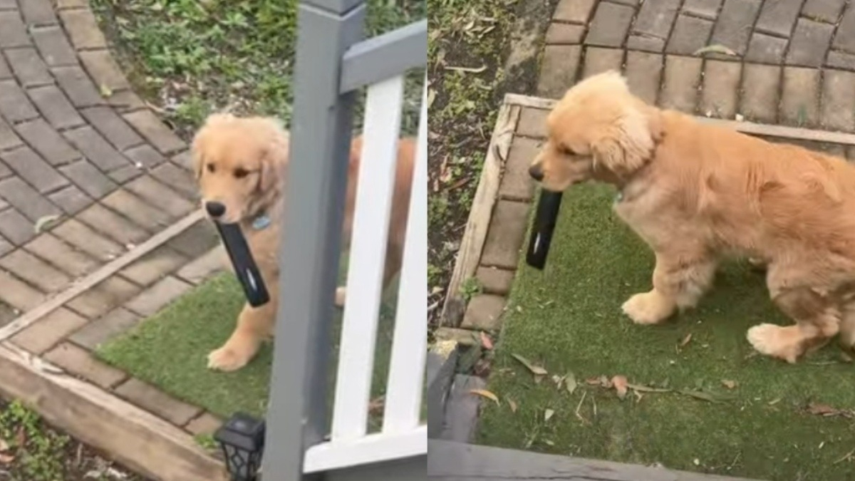 Illustration : "Pendant 3 jours, elle cherchait sa télécommande avant de découvrir que son chiot Golden Retriever l’avait gardée pour lui (vidéo)"