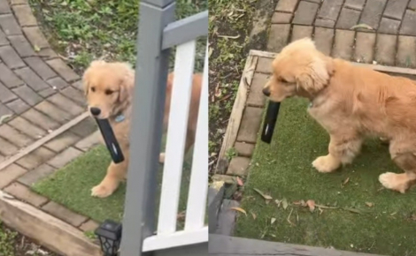 Pendant 3 jours, elle cherchait sa télécommande avant de découvrir que son chiot Golden Retriever l’avait gardée pour lui (vidéo)