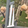 Illustration : Pendant 3 jours, elle cherchait sa t&eacute;l&eacute;commande avant de d&eacute;couvrir que son chiot Golden Retriever l&rsquo;avait gard&eacute;e pour lui (vid&eacute;o)