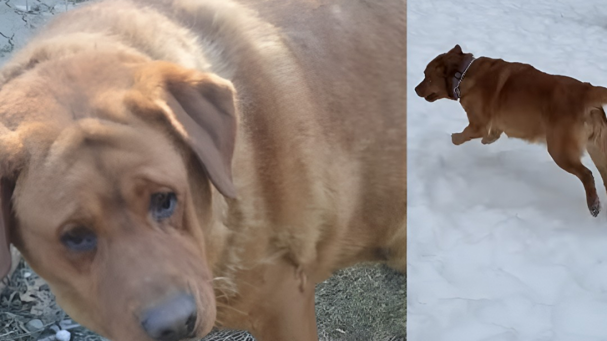Illustration : "Souffrant d'obésité morbide, cette chienne sauvée d'une usine à chiots perd 20 kg et retrouve sa joie de vivre après son adoption"