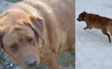 Souffrant d'obésité morbide, cette chienne sauvée d'une usine à chiots perd 20 kg et retrouve sa joie de vivre après son adoption