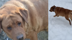 Illustration : Souffrant d'obésité morbide, cette chienne sauvée d'une usine à chiots perd 20 kg et retrouve sa joie de vivre après son adoption