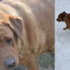 Illustration : Souffrant d'ob&eacute;sit&eacute; morbide, cette chienne sauv&eacute;e d'une usine &agrave; chiots perd 20 kg et retrouve sa joie de vivre apr&egrave;s son adoption
