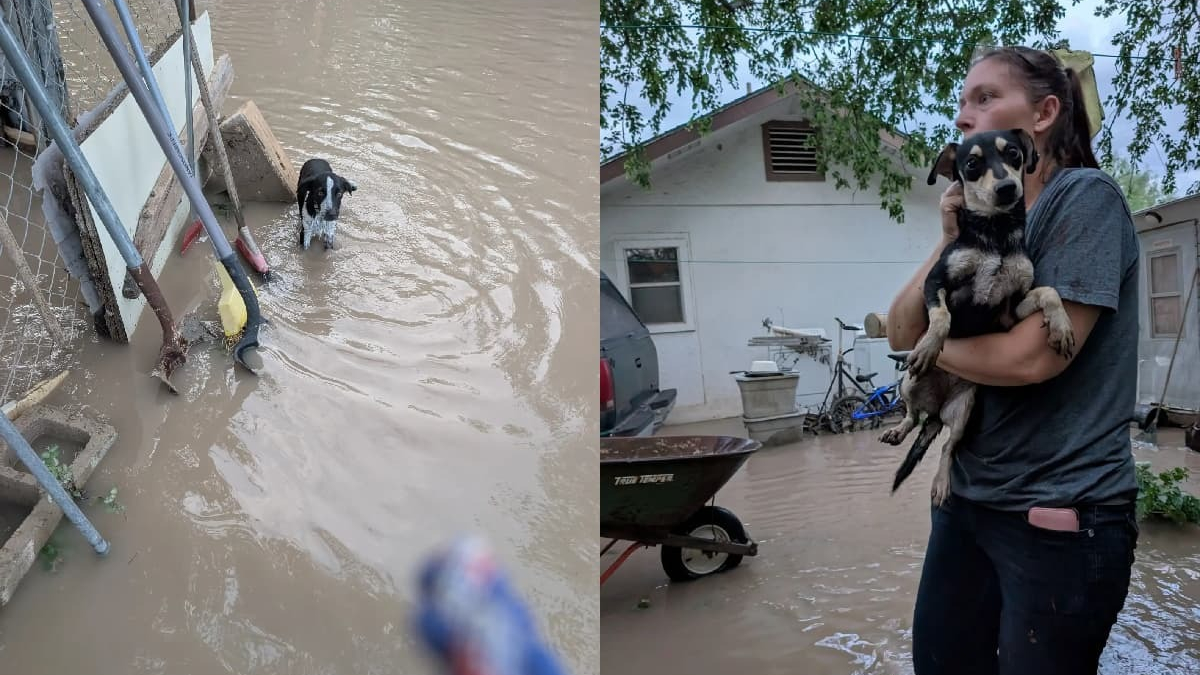 Illustration : "Abandonnés en plein milieu d'énormes inondations des centaines de chiens et chats sont sauvés par une association"