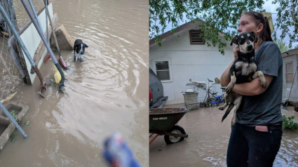 Illustration : Abandonn&eacute;s en plein milieu d'&eacute;normes inondations des centaines de chiens et chats sont sauv&eacute;s par une association