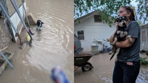 Illustration : Abandonn&eacute;s en plein milieu d'&eacute;normes inondations des centaines de chiens et chats sont sauv&eacute;s par une association