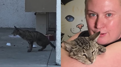 Illustration : Ignor&eacute;e par les passants dans la rue cette chatte errante ayant du mal &agrave; respirer est sauv&eacute;e et enfin op&eacute;r&eacute;e
