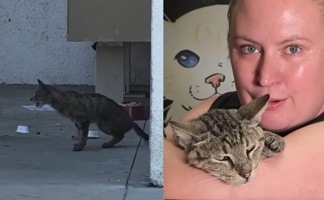 Ignorée par les passants dans la rue cette chatte errante ayant du mal à respirer est sauvée et enfin opérée
