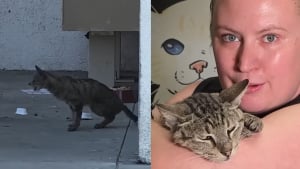 Illustration : Ignorée par les passants dans la rue cette chatte errante ayant du mal à respirer est sauvée et enfin opérée