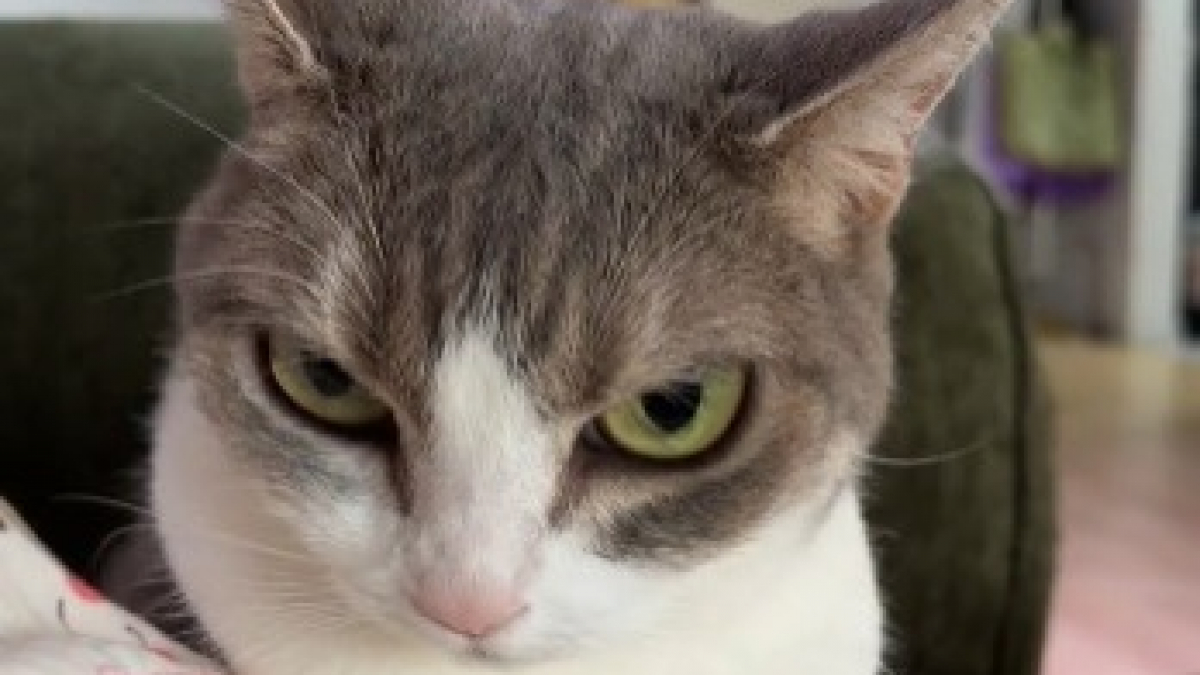 Illustration : "A 11 ans, cette chatte adoptée en refuge pétrit sa maîtresse en affichant une expression de méchante de dessin animé (vidéo)"