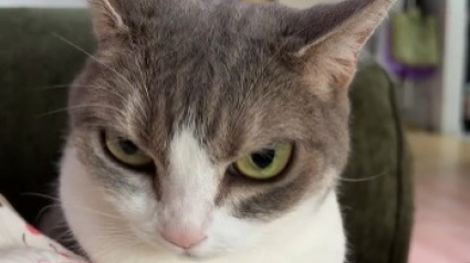 Illustration : A 11 ans, cette chatte adopt&eacute;e en refuge p&eacute;trit sa ma&icirc;tresse en affichant une expression de m&eacute;chante de dessin anim&eacute; (vid&eacute;o)