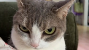 Illustration : A 11 ans, cette chatte adoptée en refuge pétrit sa maîtresse en affichant une expression de méchante de dessin animé (vidéo)