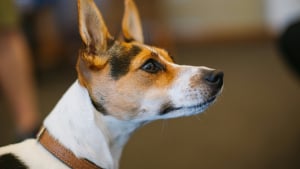 Illustration : "Une étude révèle que le cerveau de votre chien distingue les langues étrangères du français"