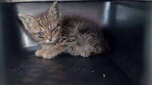 Illustration : "Maigre et malade, ce chaton trouvé sur le trottoir a trouvé une famille aimante grâce à sa sauveuse (vidéo)"