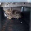 Illustration : Maigre et malade, ce chaton trouv&eacute; sur le trottoir a trouv&eacute; une famille aimante gr&acirc;ce &agrave; sa sauveuse (vid&eacute;o)