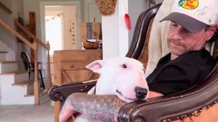 Illustration : &laquo; Il vous donnera tellement d&rsquo;amour &raquo;, un homme adopte le Bull Terrier de son d&eacute;funt meilleur ami, ils se r&eacute;confortent mutuellement (vid&eacute;o)