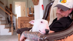Illustration : « Il vous donnera tellement d’amour », un homme adopte le Bull Terrier de son défunt meilleur ami, ils se réconfortent mutuellement (vidéo)